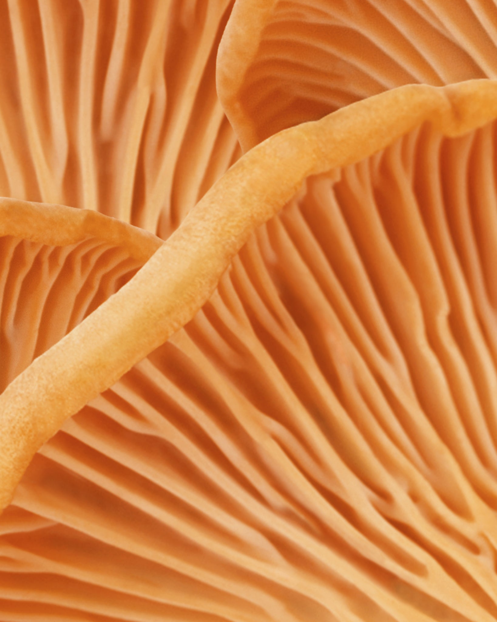 MÁDARA Organic Skincare chanterelle hair mask A4084 face mask product photo on plain background.